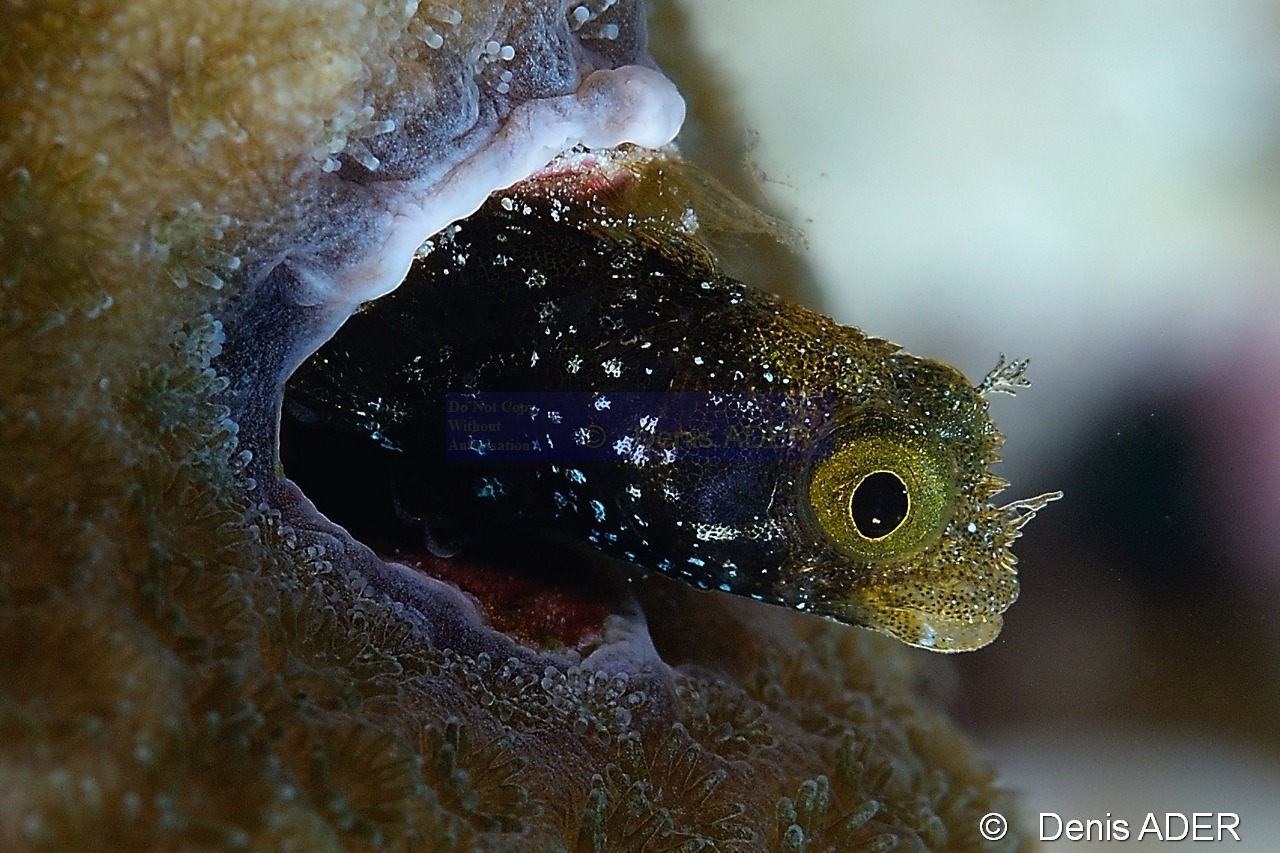 Acanthemblemaria spinosa-Bonaire Coco Beach-22m-20180217-Denis-ADER-DSC_6296_tn.jpg